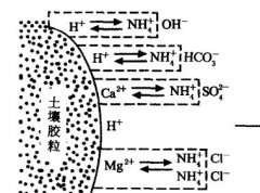 施用碳酸氫銨為什么要強(qiáng)調(diào)深施覆土？