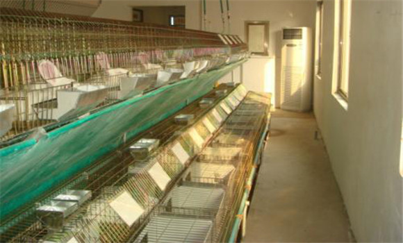 兔舍要有通風設(shè)備