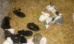 幼兔怎么養(yǎng)，飼養(yǎng)幼兔需注意什么？