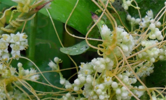 菟絲子有補(bǔ)肝養(yǎng)血、養(yǎng)精明目的功效