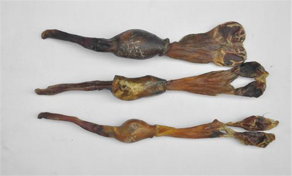 現代對黃狗腎的研究與應用