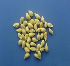 桔子籽的功效與作用 桔子籽的作用