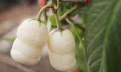 栽培人參果的整地施肥、定植與追肥和澆水問題