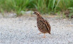 鵪鶉怎么養(yǎng)下蛋多，鵪鶉的育雛方法與日常管理