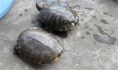 甲魚(yú)和王八一樣嗎？甲魚(yú)的生長(zhǎng)周期是多少天