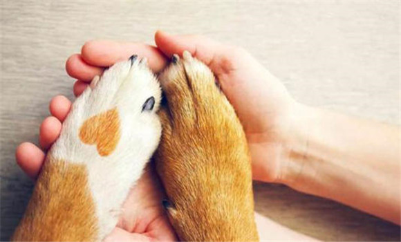 仔狗的運(yùn)動、擦拭與修剪趾甲