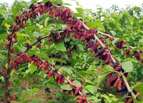 桑樹種植技術(shù) 其他果樹種植管理方法