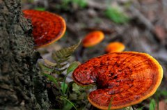 野生靈芝的功效與作用 吃野生靈芝好嗎？