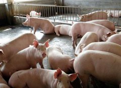 如何防治豬氣喘病，藥物預(yù)防和凈化方法簡介