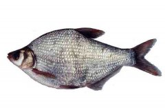 武昌魚的生活習(xí)性和養(yǎng)殖條件，魚種如何培育