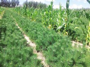 樟子松育苗及種植技術 樟子松育苗技術