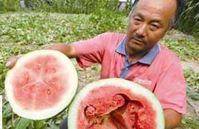 西瓜種植技術(shù)