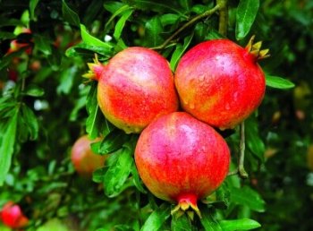 石榴的藥用價(jià)值有哪些 石榴的功效與作用