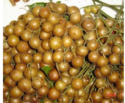 黃皮根的功效與作用 黃皮的作用