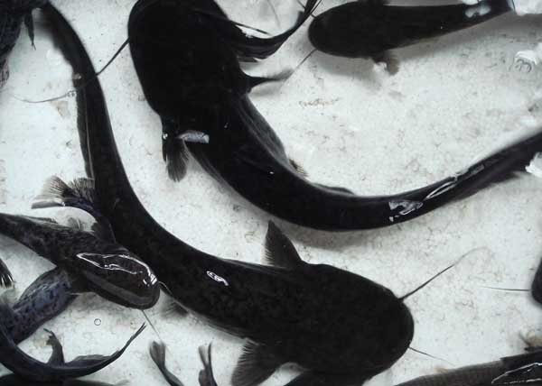 魚(yú)池地址的選擇