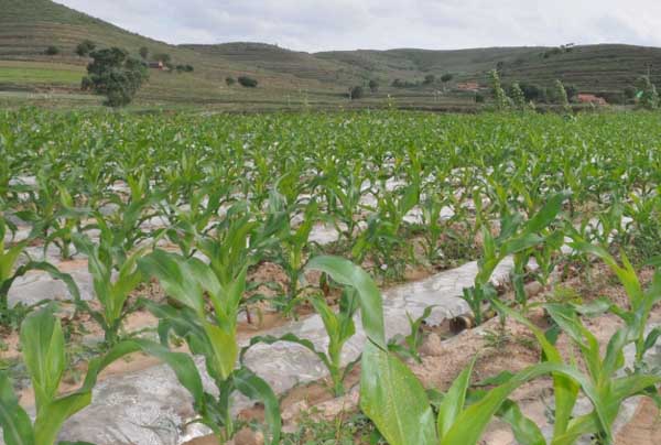 玉米鉆心蟲(chóng)