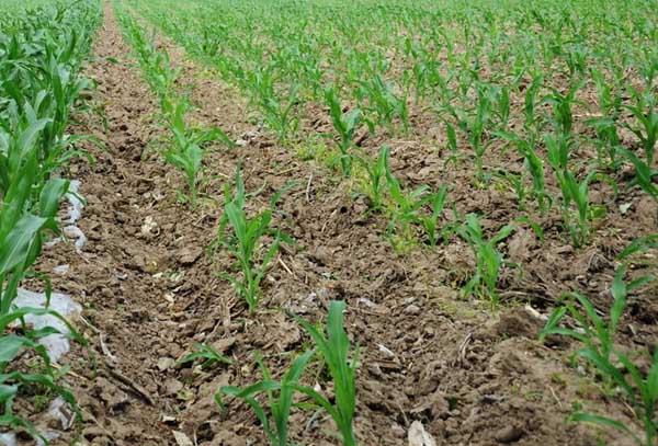 玉米病毒病的發(fā)病因素