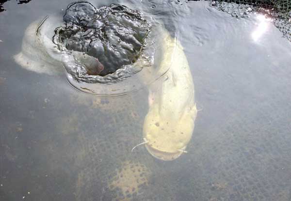 魚(yú)池建造要求