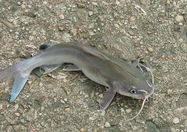 魚(yú)池消毒方法