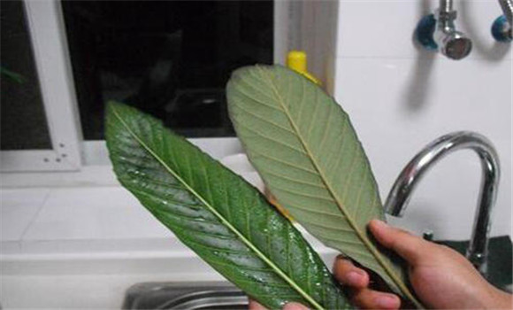 枇杷葉的用法、用量與禁忌