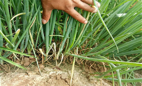 大蔥干尖的農業(yè)防治方法