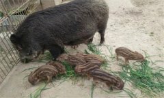 野豬和家豬能產(chǎn)生后代嗎？特種野豬的養(yǎng)殖方法