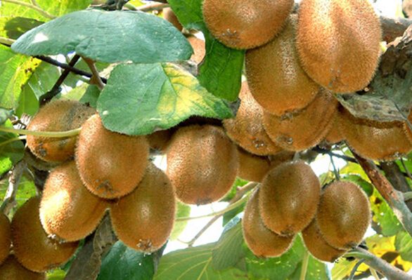 徐香獼猴桃的功效與作用 獼猴桃的作用