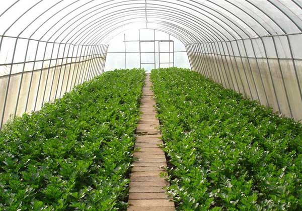 大棚蔬菜種植技術(shù)