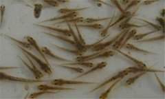 泥鰍喜歡吃什么餌料？泥鰍的生活環(huán)境及特點