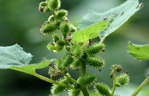 中藥蒼耳子的功效與作用 蒼耳子的作用