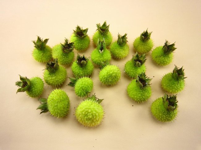 刺梨的功效與作用 刺梨的功效和食用方法