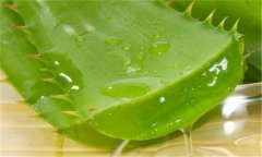 蘆薈能延緩衰老嗎？如何自制蘆薈美容品