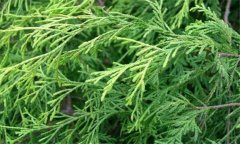 日本花柏的生態(tài)習(xí)性與形態(tài)特征 日本花柏的養(yǎng)護(hù)