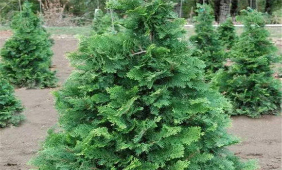 日本扁柏的變種、變型及品種