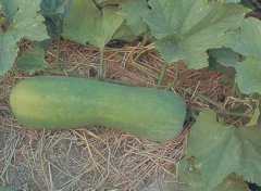 冬瓜要注意及時翻瓜、蓋瓜