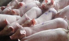 如何預(yù)防、防止仔豬下??？