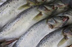 養(yǎng)殖三文魚的環(huán)境條件,三文魚苗種的放養(yǎng)要求