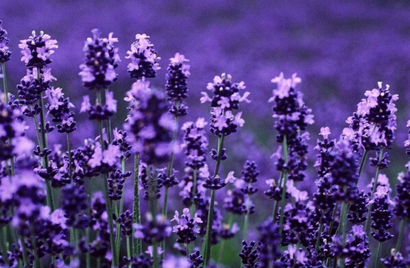 薰衣草有哪些功效與作用 花卉的作用