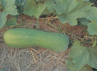 冬瓜要注意及時(shí)翻瓜、蓋瓜