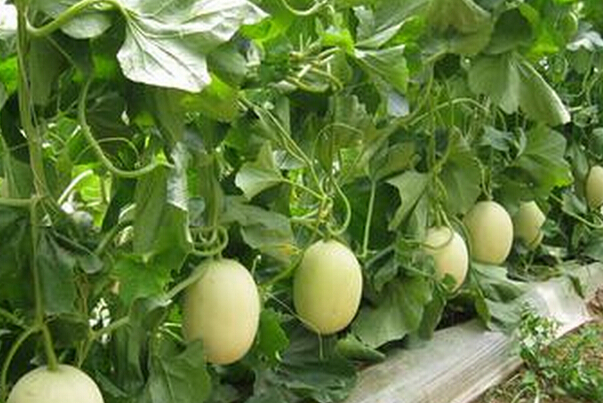 香瓜蒂的功效與作用 香瓜的作用