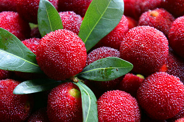 鮮楊梅的功效與作用 吃鮮楊梅的好處 楊梅的作用