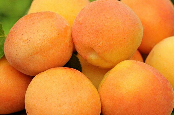 杏子的功效與作用 杏兒的營(yíng)養(yǎng)和功效有哪些