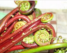 蕨菜的營(yíng)養(yǎng)價(jià)值和功效 蕨菜的功效與作用