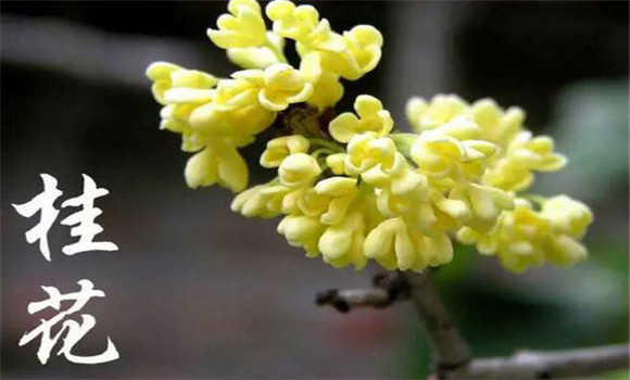 桂花的養(yǎng)顏功效