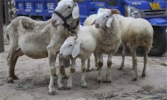 羊網(wǎng)尾線蟲病的臨床癥狀、預(yù)防要點與治療方法