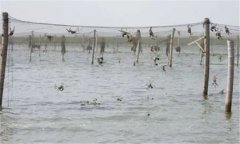 河蟹養(yǎng)殖周期是多久，河蟹怎么看肥不肥？