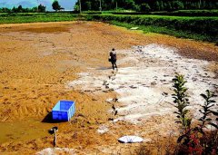 怎樣用生石灰、漂白粉、茶枯和巴豆給魚塘消毒