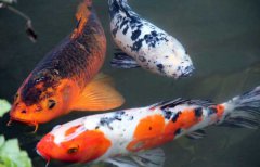 錦鯉品種有哪些？