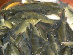 淡水魚的養(yǎng)殖方式、養(yǎng)殖條件及放養(yǎng)前的準(zhǔn)備