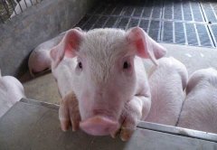 用雞糞喂豬的加工方法，雞糞的添加量（比例）